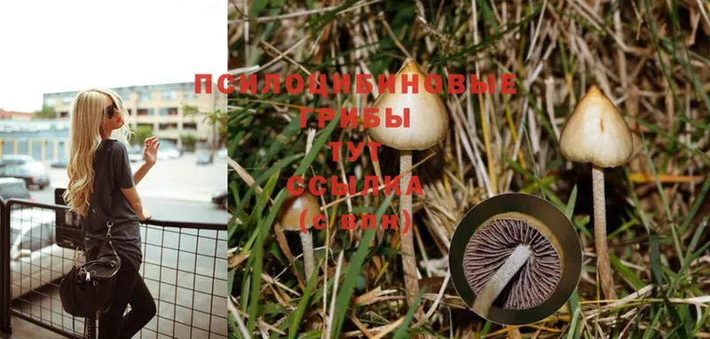 Галлюциногенные грибы Psilocybe  как найти наркотики  Уржум 